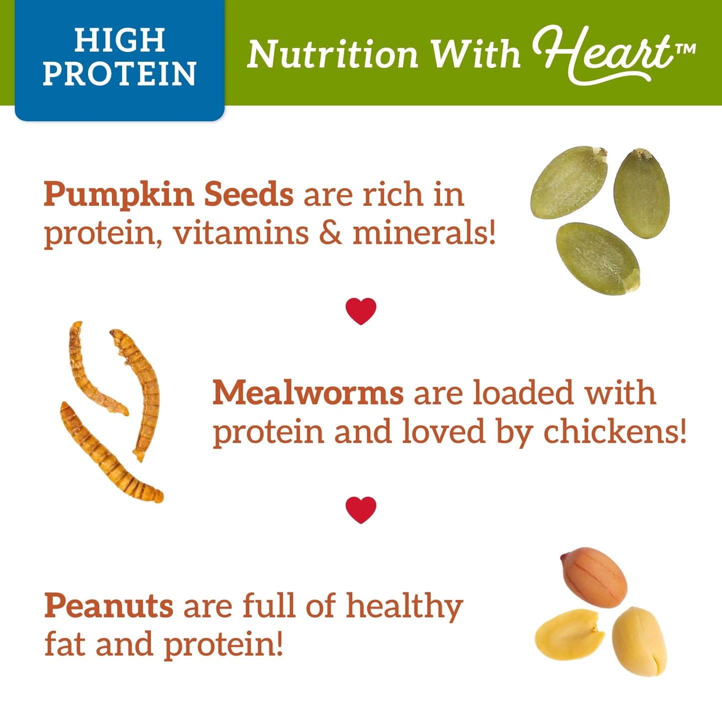 Pumpkin & Meal Worms